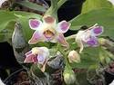 Chysis bruennowiana